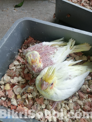 Lutino Cockatiel Baby